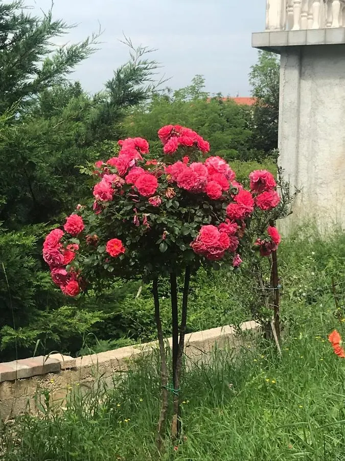 Lida Marčelji